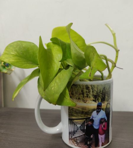Photo Mug with Moneyplant